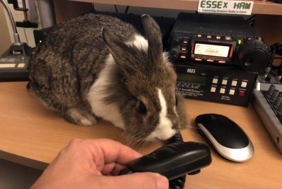 Shack Rabbit, sniffing the Monday Night Net Mic