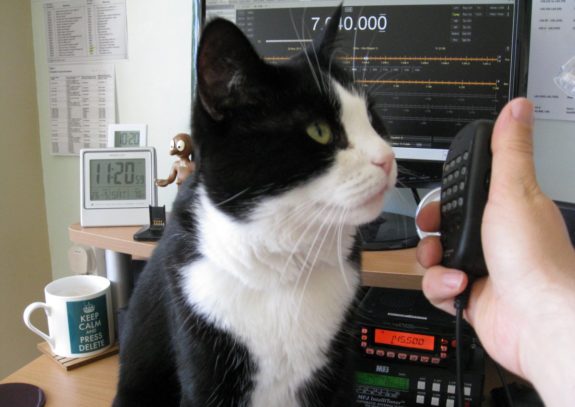 Leighton, the first (and much missed) Essex Ham Shack Cat