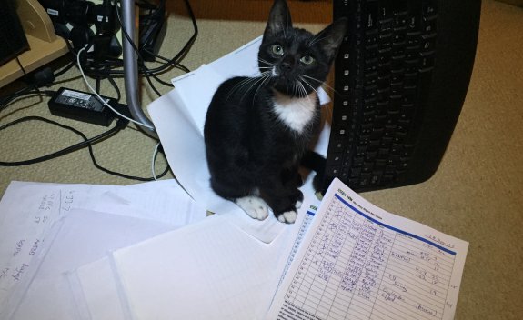 Shack Kitten after knocking over all papers and keyboard